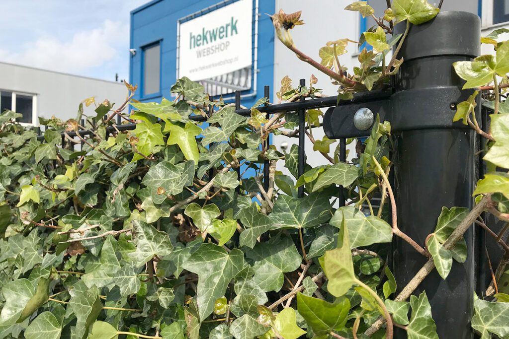 Hekwerk met hedera