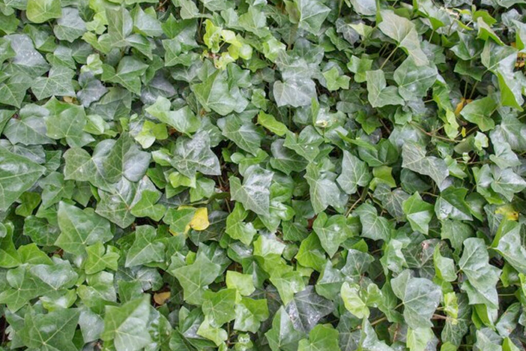 Oprit afrasteren met groen