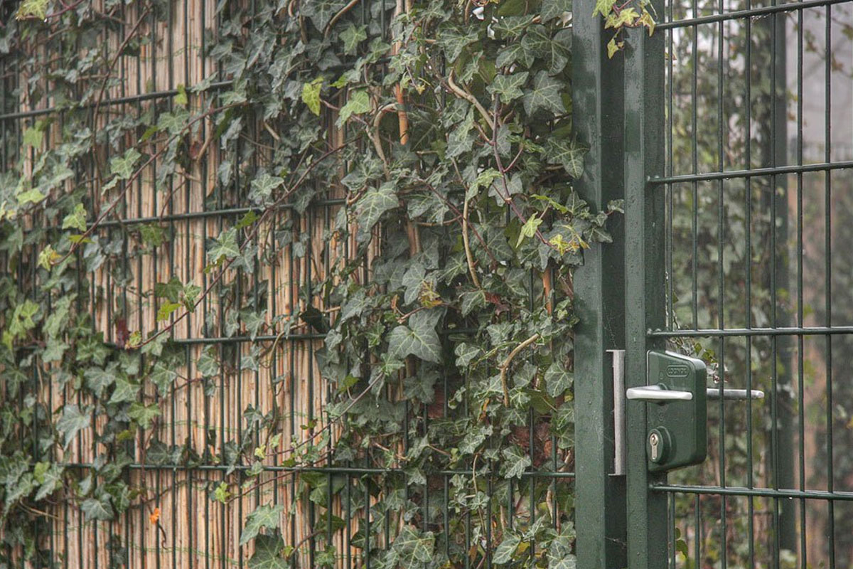 Voortuin hekwerk klimplanten